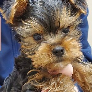 Meet your Posher, Sherry